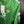 REAL BETIS 2023-2024 ORIGINAL JERSEY Size M