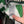 CELTIC 2005-2006 ORIGINAL JERSEY Size XL