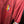 VENEZUELA RE-ISSUE 1998-1999 ORIGINAL JERSEY SIZE L